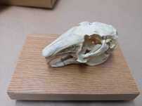 Czaszka królika model anatomiczny