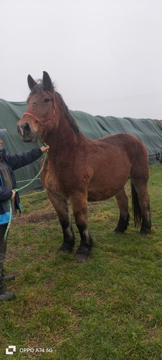 Klacz zimnokrwista starsza duża ramowa