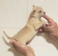Chihuahua mini de qualidade suprior