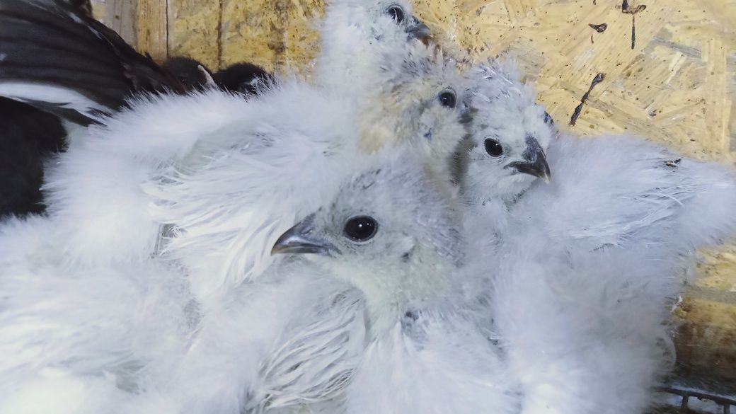 Китайські шовкові кури silkie курчата інкубаційне яйце