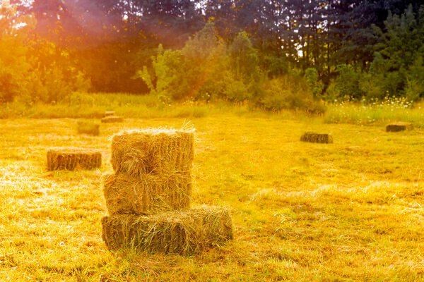 Сіно люцерни. Люцерна. Люцерна в тюках.