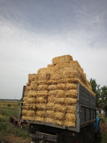 Солома ячменная в тюках