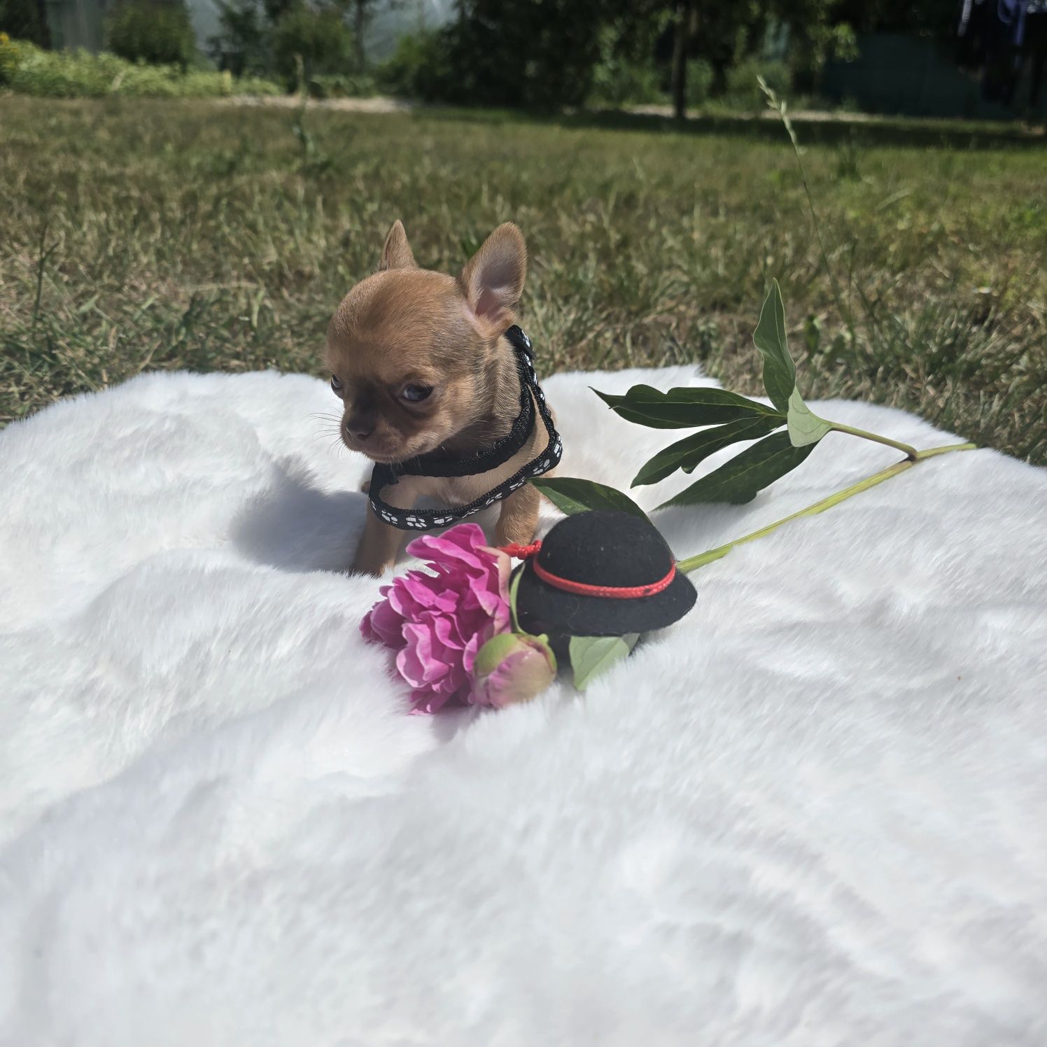 Chihuahua samiec sable xs