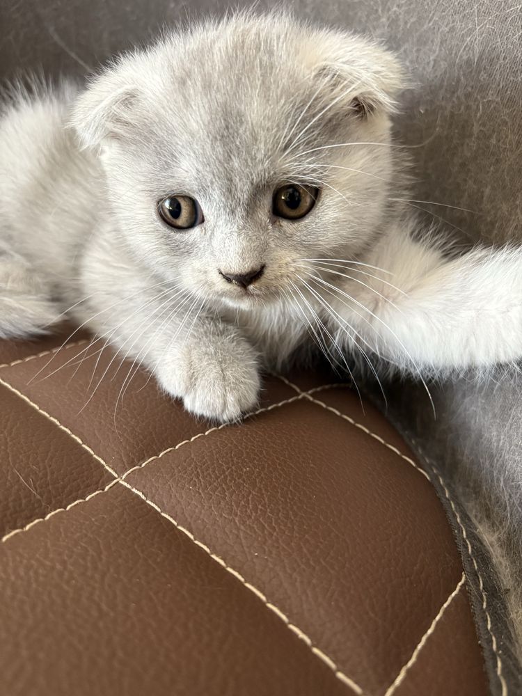 Котики      Британці