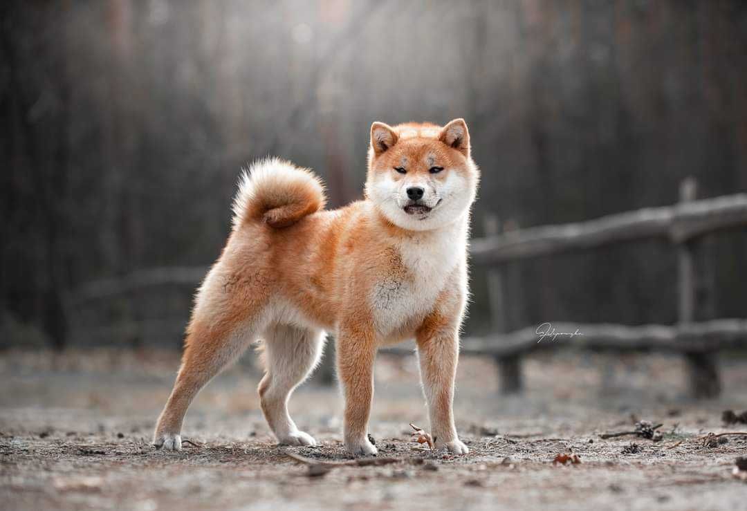 Shiba Inu  reproduktor