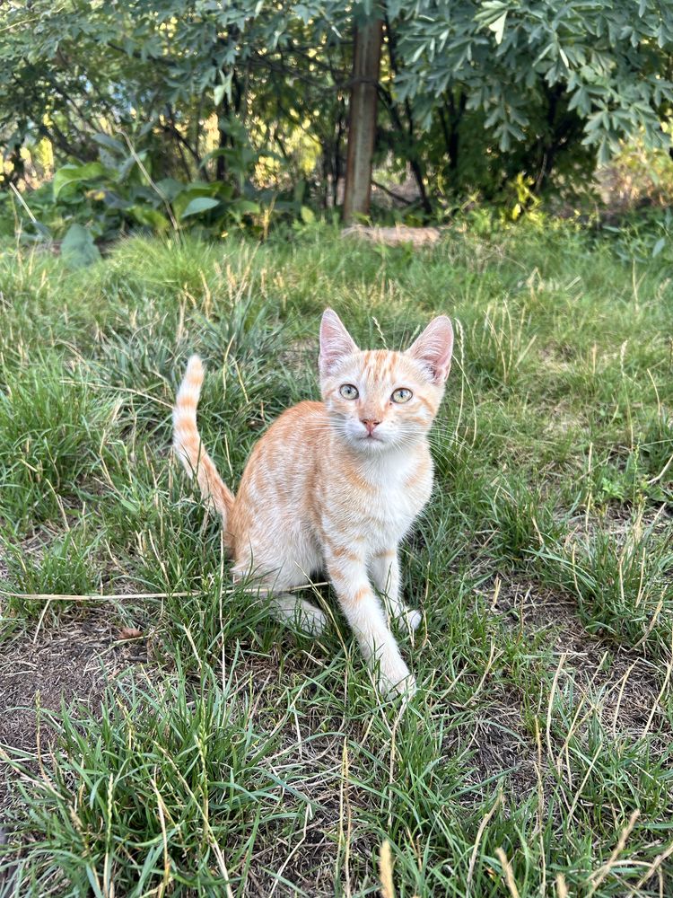 Котята у добрі руки.Безкоштовно.