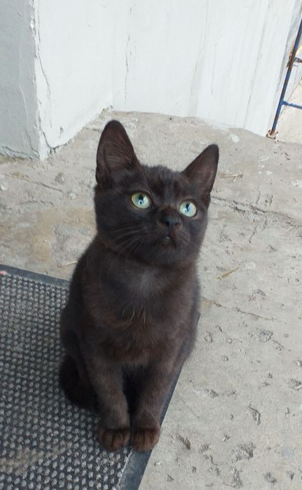 Котята бесплатно