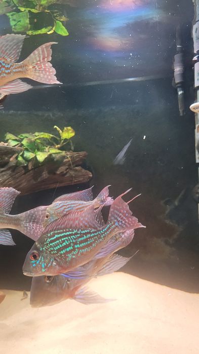 Ziemiojad Sveni  9 szt