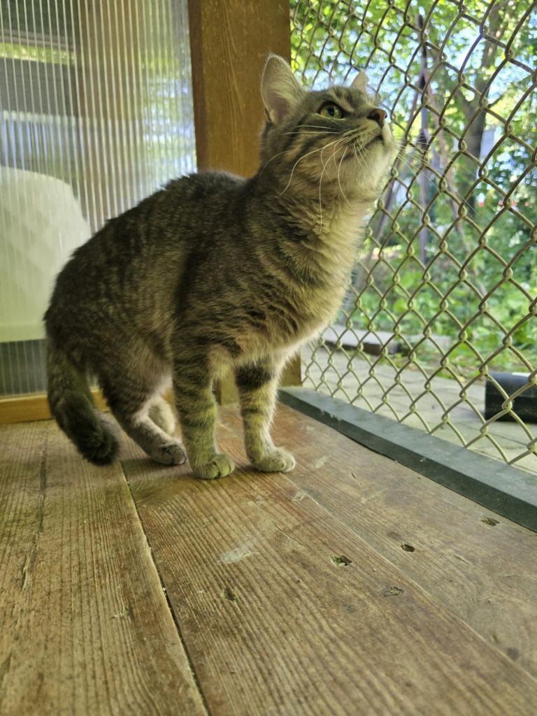 Roczny wykastrowany Silver do adopcji
