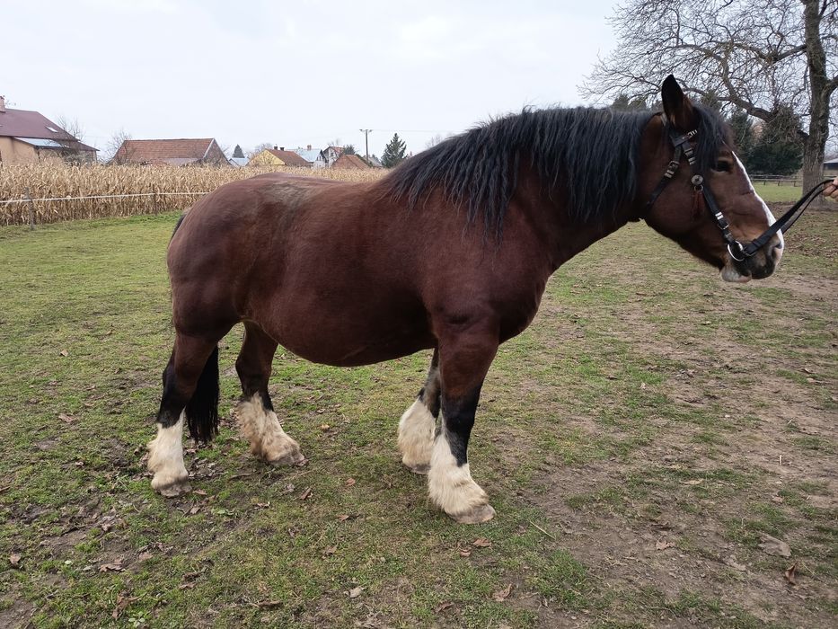 Klacz zimnokrwista - arden polski 84 pkt