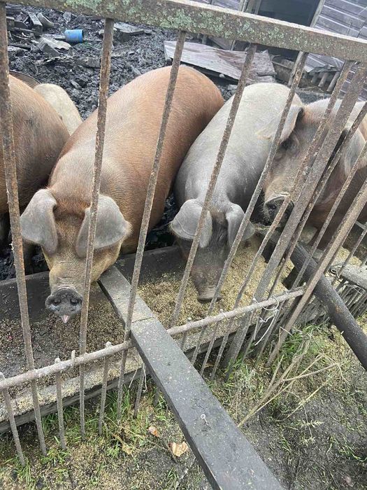 Свинки дюрок 170 кг на розвід рем 4шт