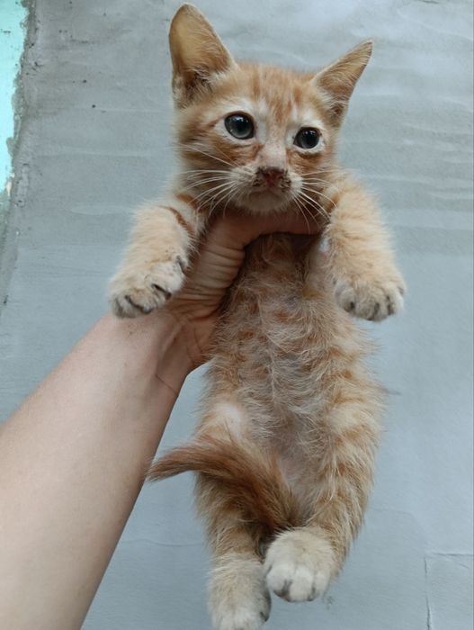 Отдам в хорошие руки