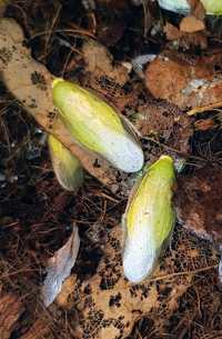 Karaczan zielony - Panchlora nivea