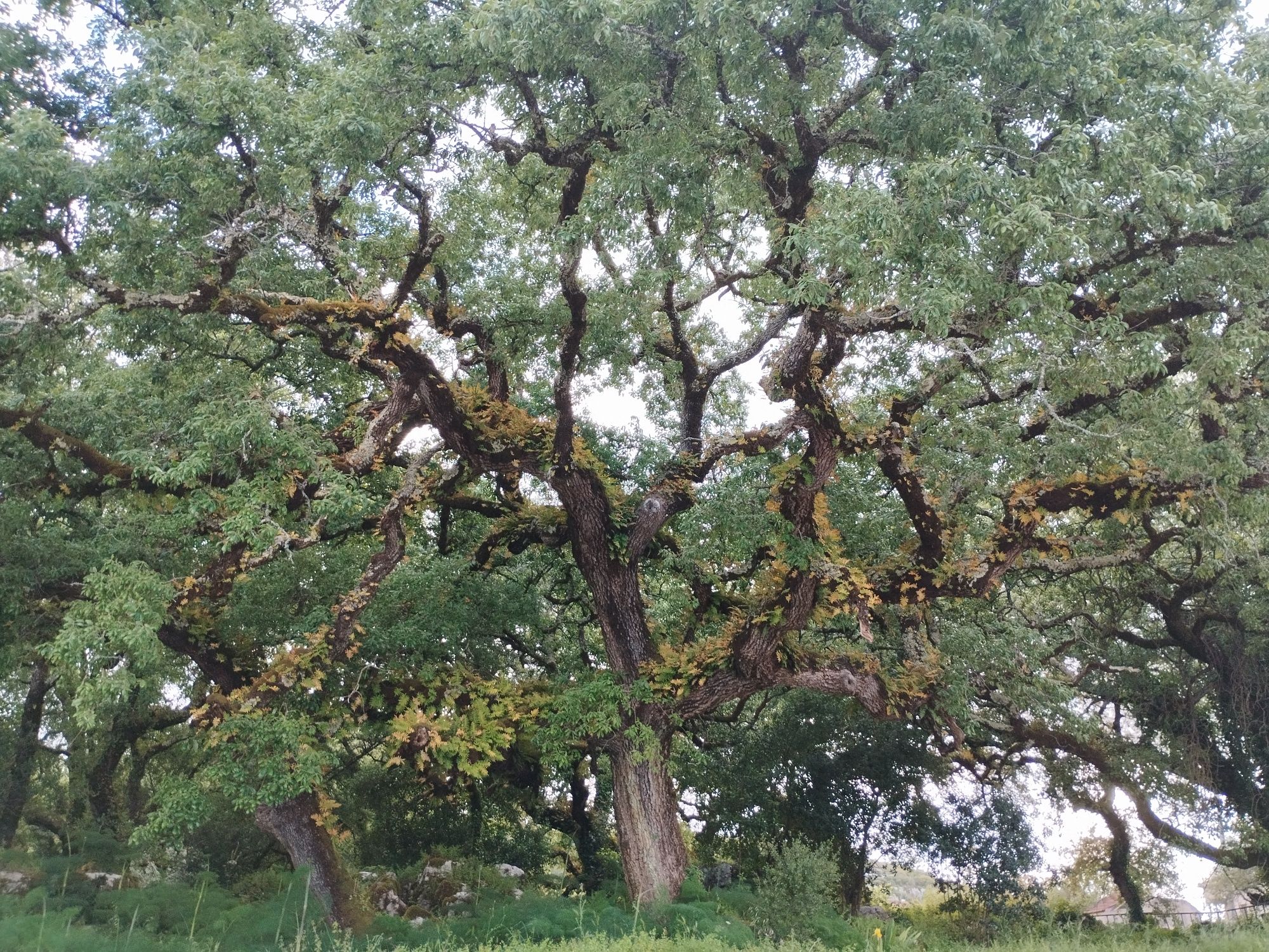 Terreno com carvalhos centenários