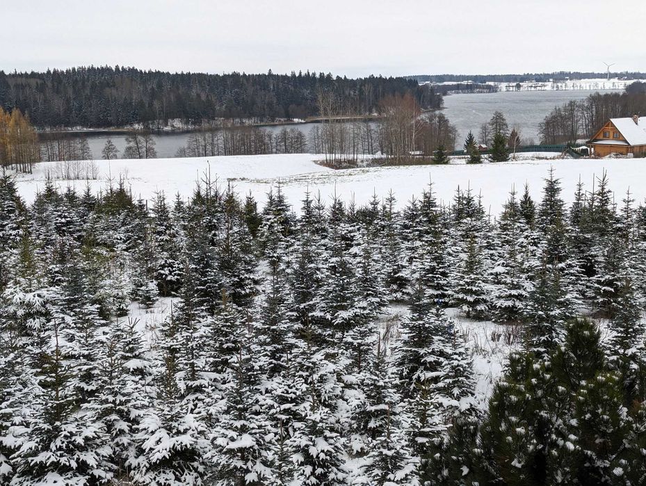 Choinki - Świerk Srebrny oraz Świerk Pospolity Formowany