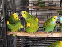 Amazona aestiva xanthopterys