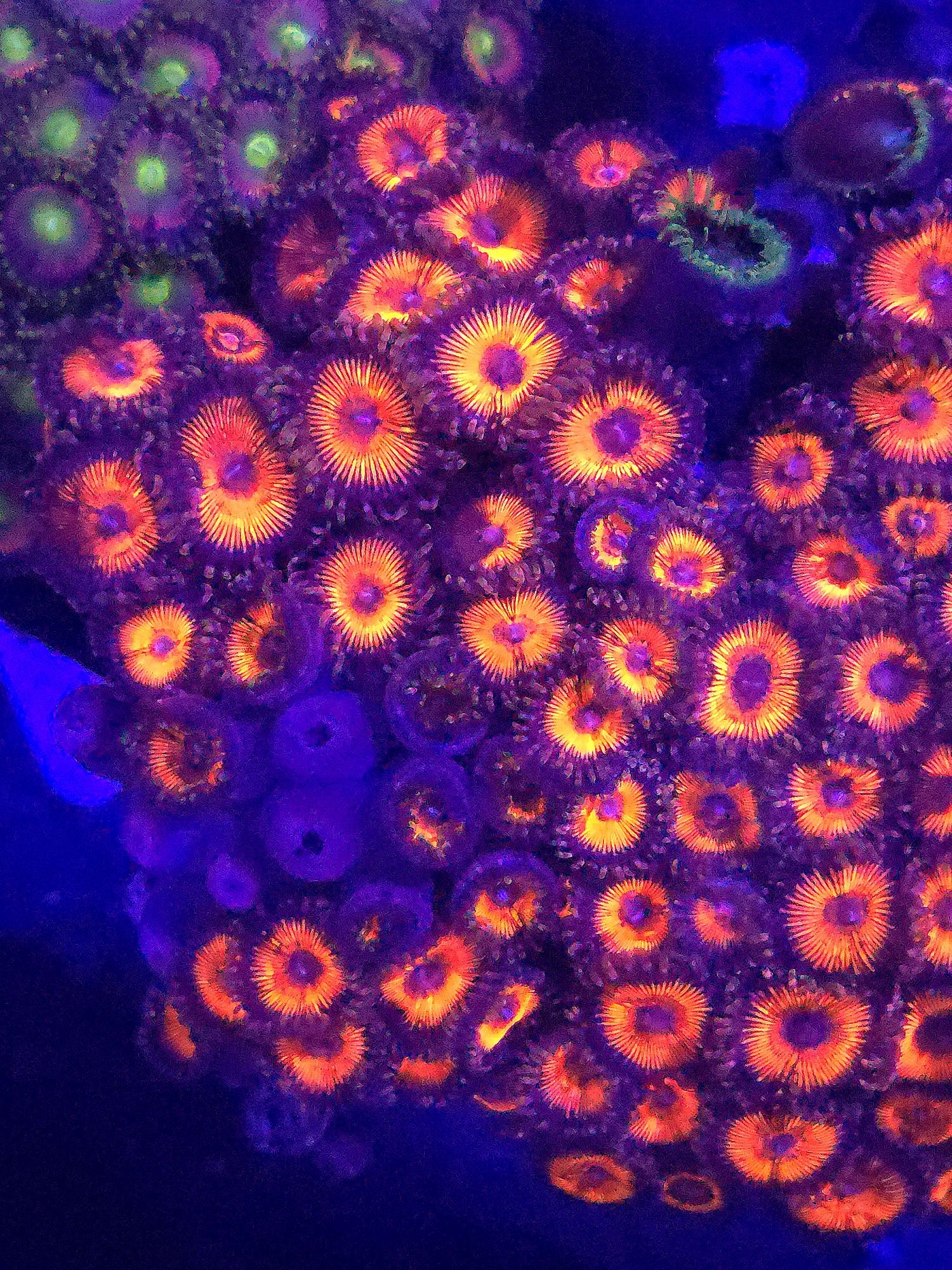 Zoanthus Duży Polip Ultra Fluo 8 polipow w cenie
