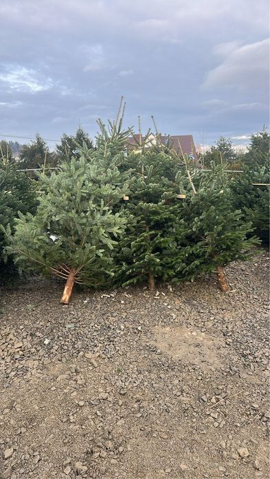 choinki jodła kaukaska duńska hurt detal