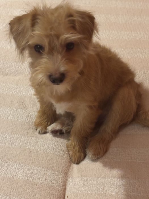 Pieski szukają domków