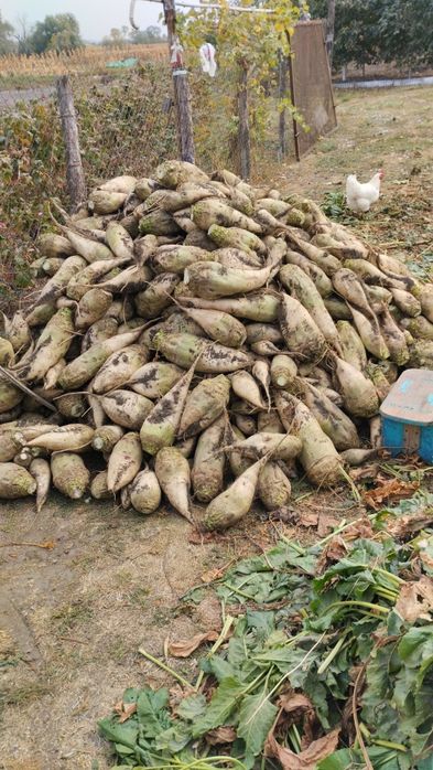Продам кормовый буряк