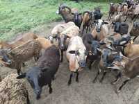 Owce i baranki kameruńskie mieszane z mufonem