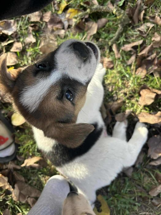 Pieski oddam za darmo