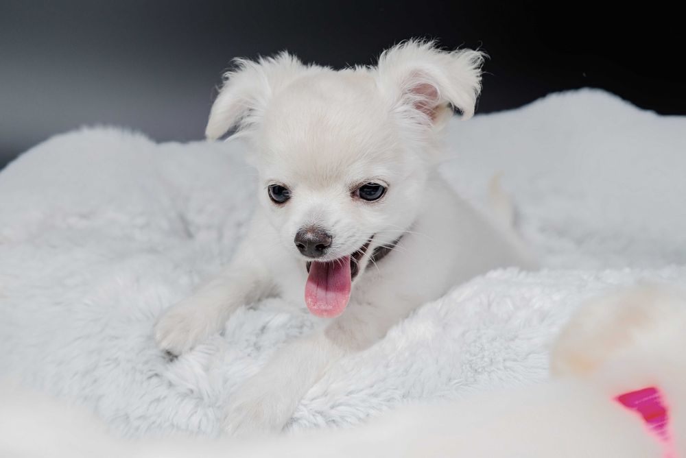 Chihuahua biało kremowa gotowa do zmiany domu