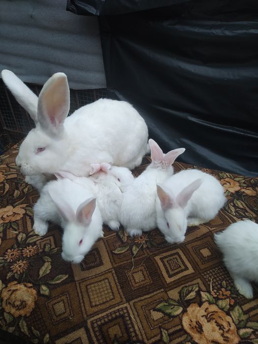 Крол.Бельгійський Велетень