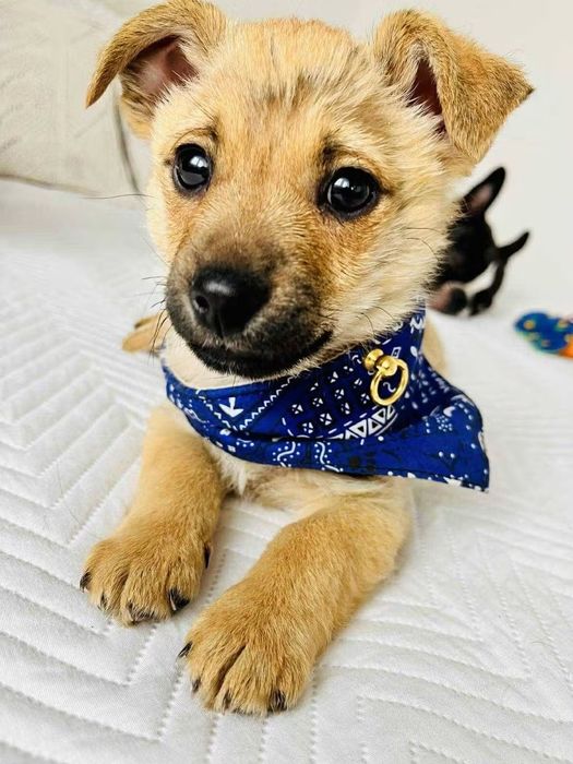 Mały Teo szuka domu