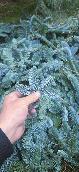 Kruciaki Jodła Nobilis