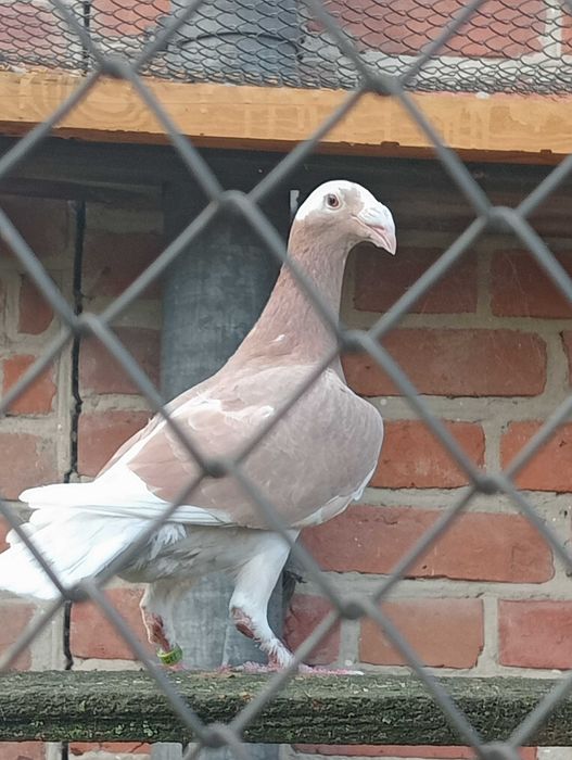 Gołębie rzeszowskie.