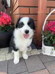 Border Collie - Suczka czarno-biała
