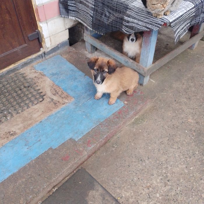 Віддам безкоштовно три дівчинки