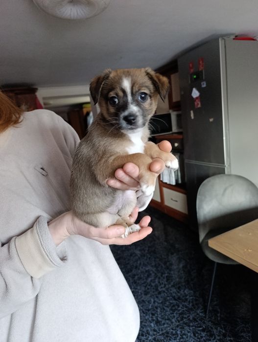 Безкоштовно віддам песика