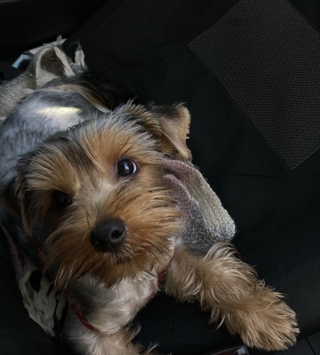 Йорк шукає дівчинку злучка собак вʼязка