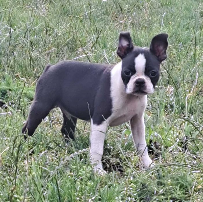 Boston terrier, szczenię,  metryka ZKwP