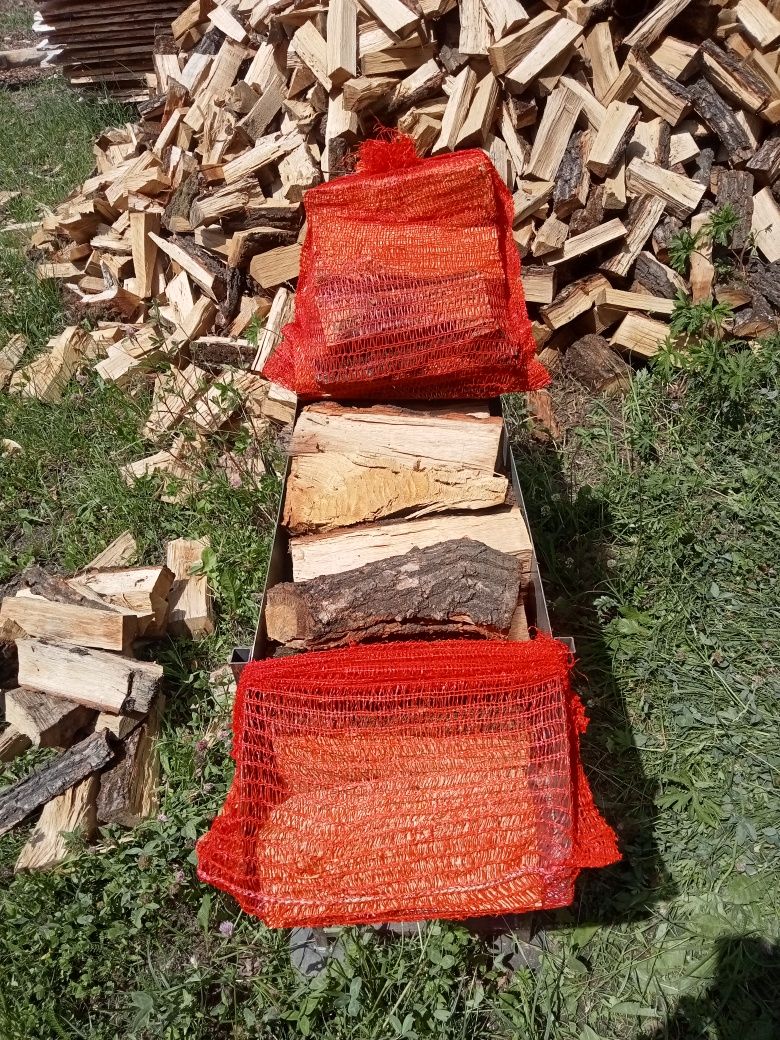 Dąb w worku raszlowym 15L