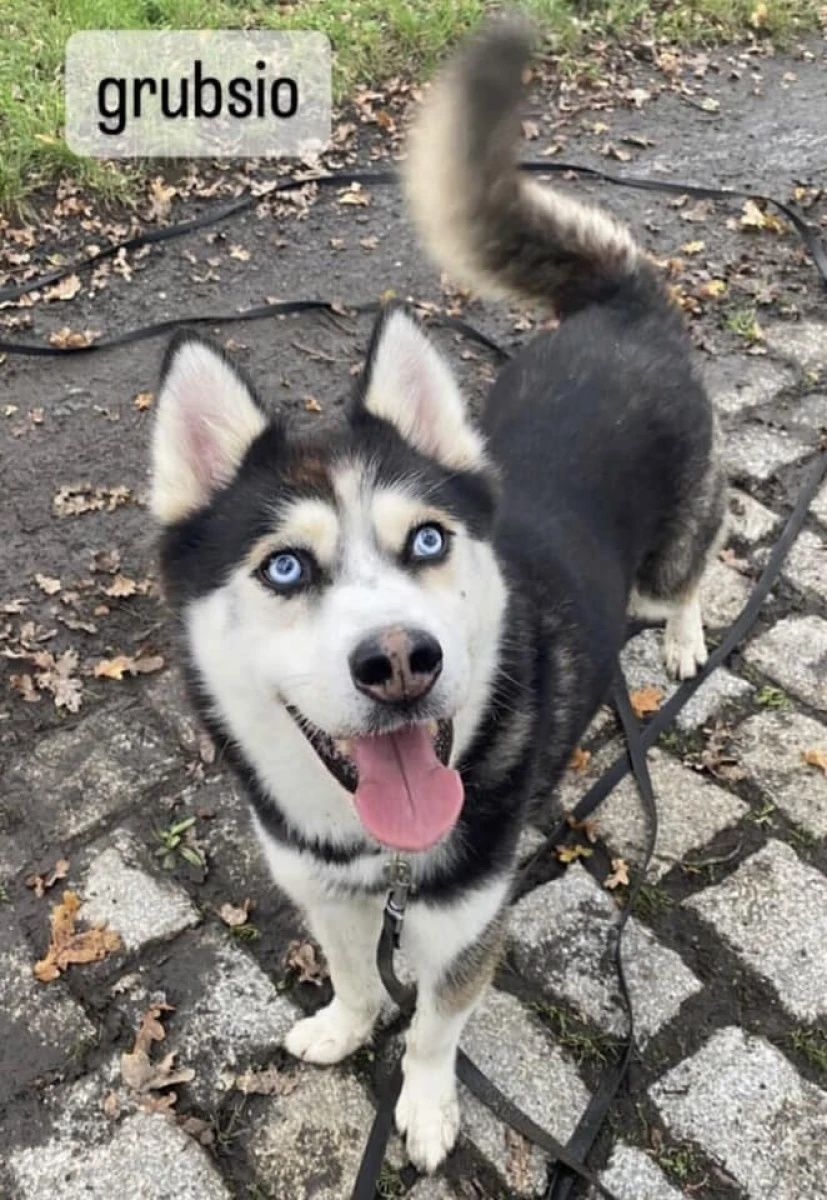 Grubson w typie husky do adopcji!