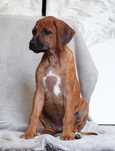 Rhodesian Ridgeback, szczenię standartowe suczka ZKwP KIBANDA