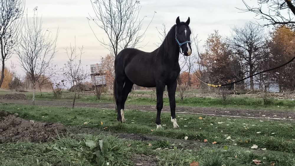 Ogierek śląski 1,5roku kary