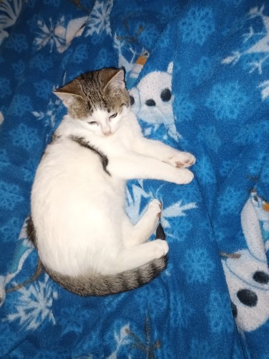 Fajny kociak, mała kotka 3,5 m-ca szuka nowego domku