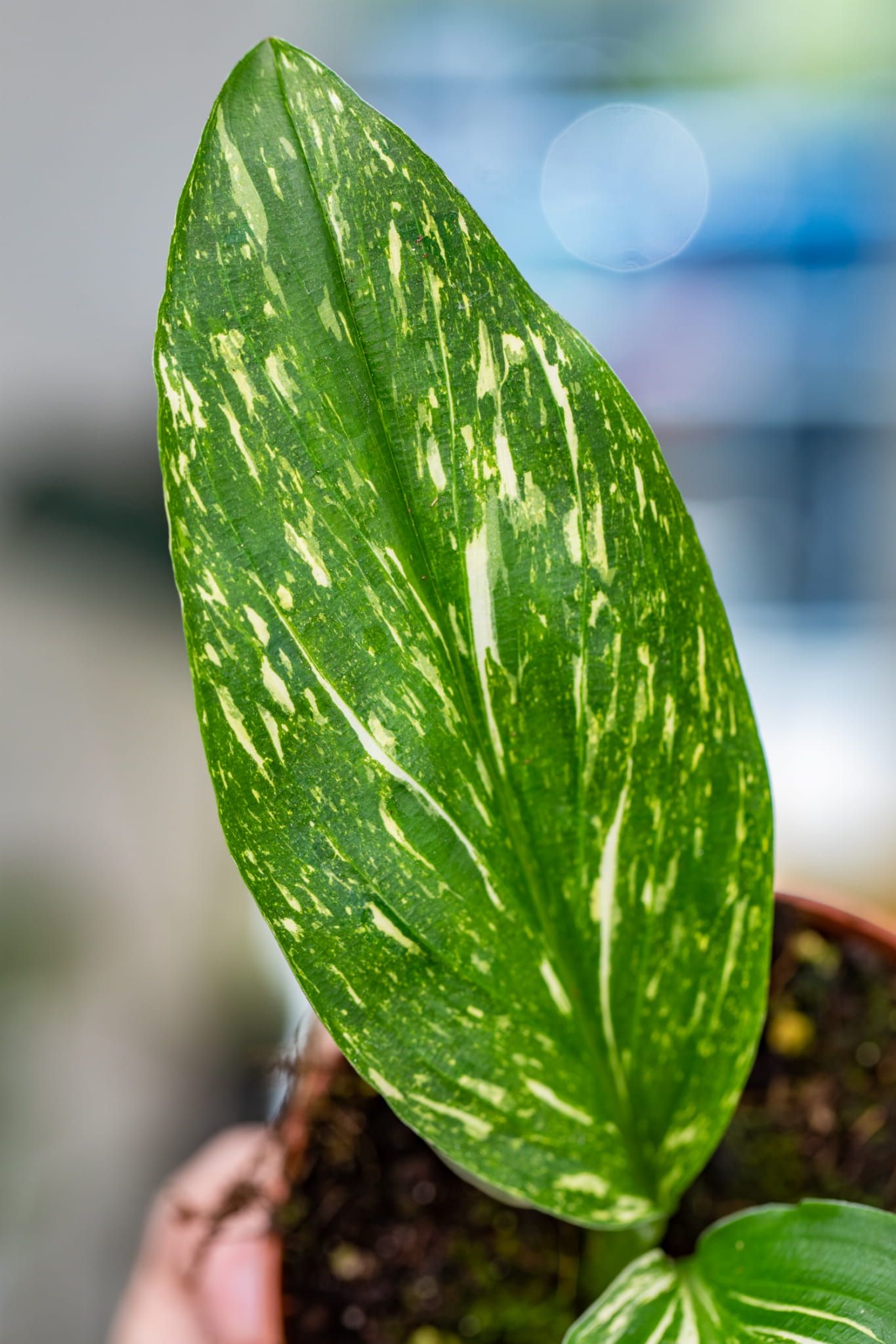 Kaempferia pulchra 'Marble Variegata'  ø14 cm 2