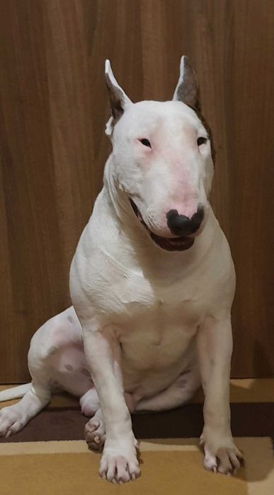 Bulterier standard reproduktor