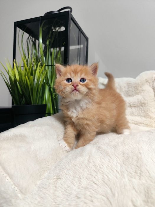 Kocurek syberyjski - WCF