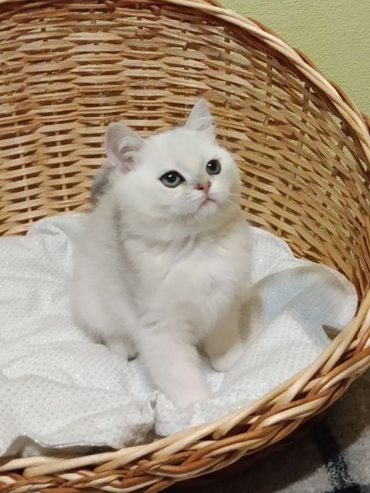 Мультяшний котик вільний