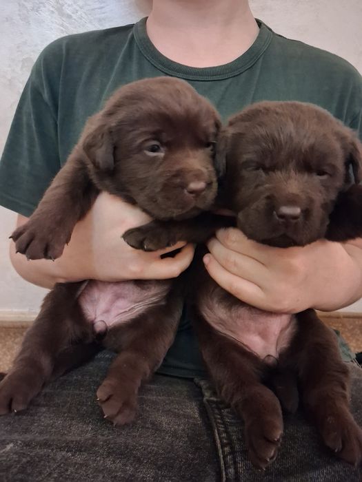 Шоколадные щенки лабрадора