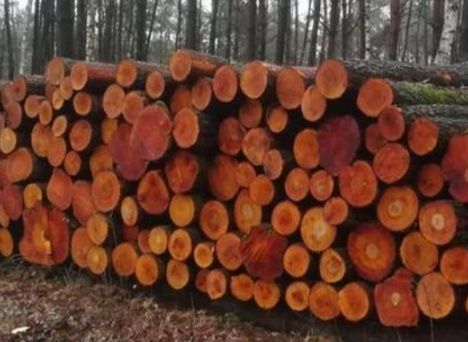 Drzewo olcha na opał, palety