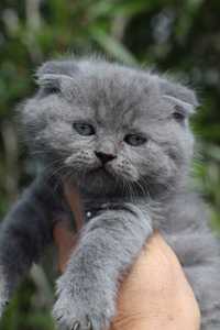 Gato azul - scottish fold