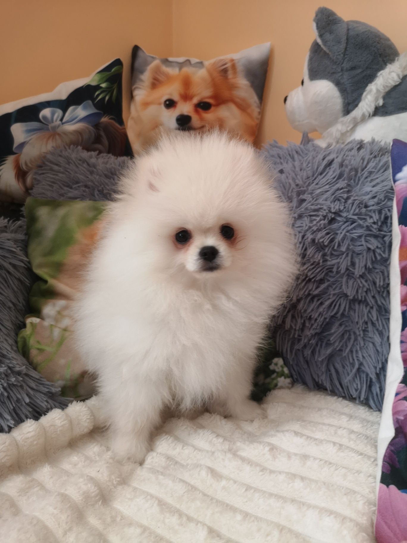 Szpic Miniaturowy, Pomeranian