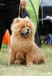 Chow chow ZkwP rodowód cynamon